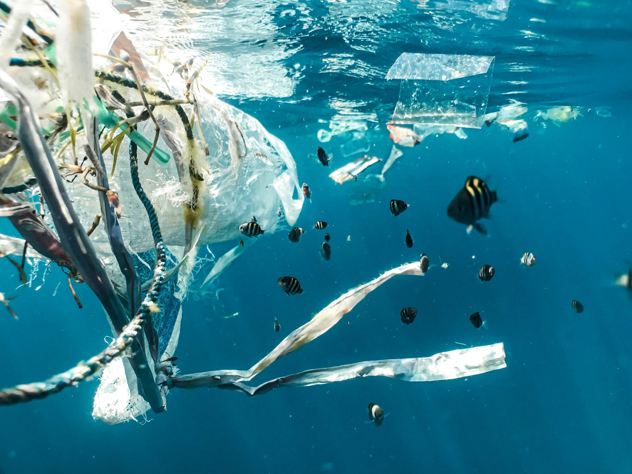 Image of plastic in the ocean surrounded by fish